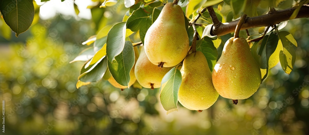 Poster close-up of appetizing pears on a branch in a garden with a copy space image.