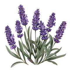 Naklejka premium Lavender flowers isolated on white background with purple blooms and green stems, showcasing the beauty of nature and springtime