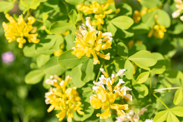 Fototapeta premium Dalmatian laburnum or Petteria Ramentacea plant in Zurich in Switzerland