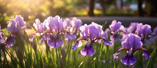 Blooming purple irises create a picturesque scene in a garden, set against a backdrop with copy space image. © vxnaghiyev
