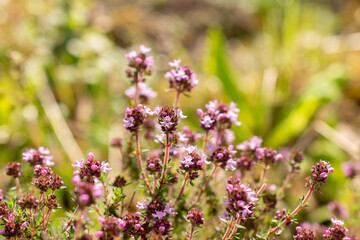 Thymus Pallasianus plant in Zurich in Switzerland