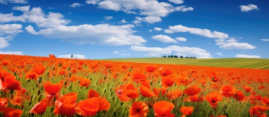 Lively field of poppies offers vibrant scenery with copy space image.