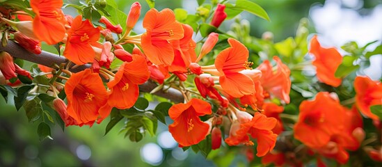 Campsis or Campsis grandiflora, also known as the Chinese trumpet vine, is a plant with vibrant...