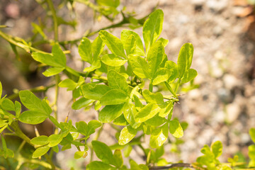 Trifoliate orange or Citrus Trifoliata plant in Zurich in Switzerland