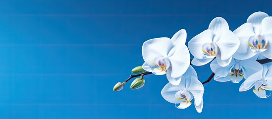 Close-up view of an orchid against a blue backdrop with copy space image.