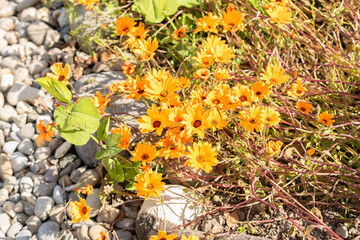 Glandular cape marigold or Dimorphotheca Sinuata plant in Zurich in Switzerland