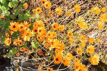 Glandular cape marigold or Dimorphotheca Sinuata plant in Zurich in Switzerland