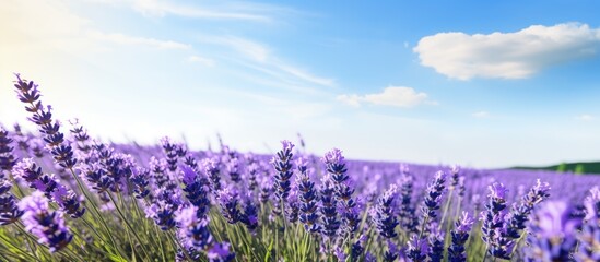 Field of blooming lavender with copy space image.