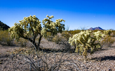 Teddy-bear cholla (Cylindropuntia bigelovii) - desert landscape