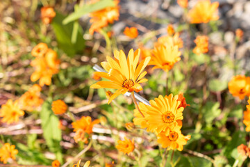 Glandular cape marigold or Dimorphotheca Sinuata plant in Zurich in Switzerland