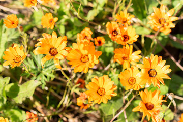 Glandular cape marigold or Dimorphotheca Sinuata plant in Zurich in Switzerland