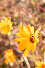 Glandular cape marigold or Dimorphotheca Sinuata plant in Zurich in Switzerland