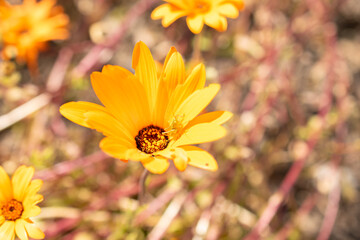 Glandular cape marigold or Dimorphotheca Sinuata plant in Zurich in Switzerland