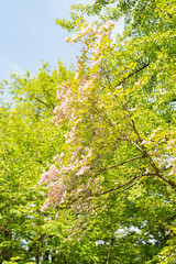 Fototapeta premium Flowering dogwood or Cornus Florida plant in Zurich in Switzerland