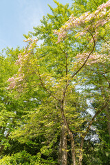 Fototapeta premium Flowering dogwood or Cornus Florida plant in Zurich in Switzerland