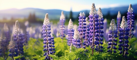 Blooming lupines with a picturesque copy space image.