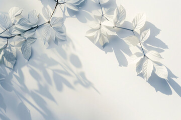 Soft shadow of leaves on a bright white background, minimalistic design for presentation