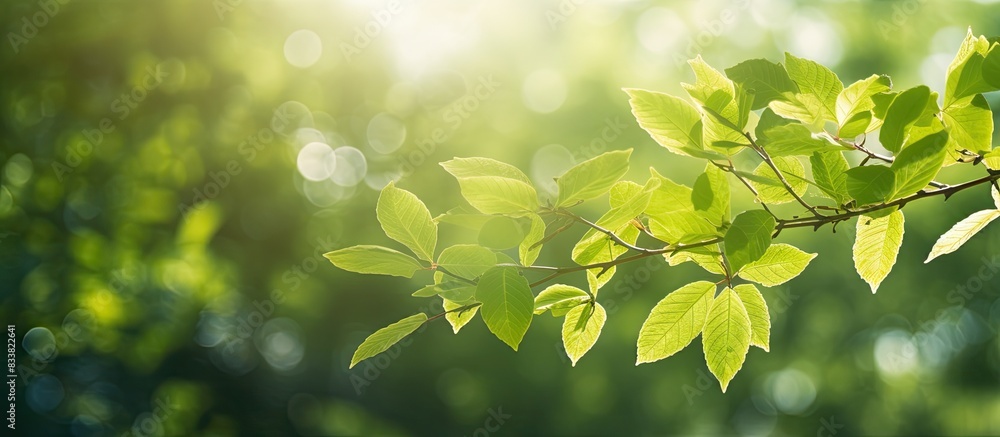 Poster Transformation of sunlight illuminating green leaves in a picturesque setting with ample space for adding text or images.