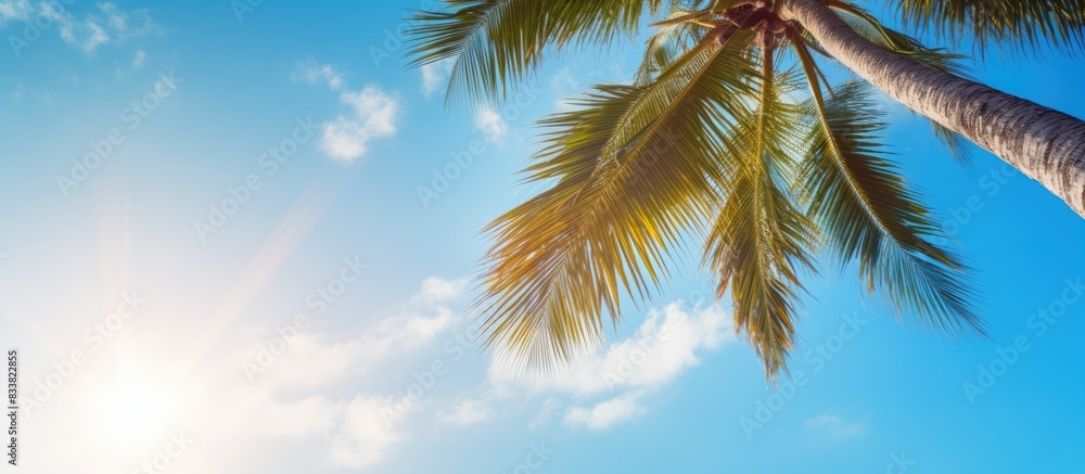Poster sunlight shining on a picturesque coconut tree with a background of the blue sky, perfect as a copy 
