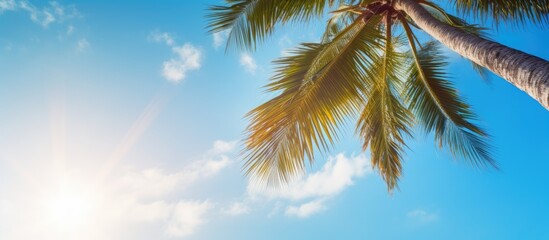 Sunlight shining on a picturesque coconut tree with a background of the blue sky, perfect as a copy space image.