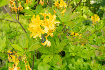 Yellow azalea or Rhododendron Luteum plant in Zurich in Switzerland