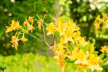 Yellow azalea or Rhododendron Luteum plant in Zurich in Switzerland