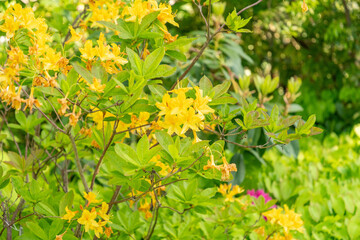 Yellow azalea or Rhododendron Luteum plant in Zurich in Switzerland