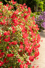 Rhododendron Forrestii plant in Zurich in Switzerland