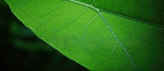 Obraz premium Macro view of a green leaf with copy space image.