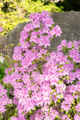 Rhododendron Hybridum plant in Zurich in Switzerland