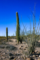 Desert landscape with cacti (Carnegiea gigantea) and other succulents in Organ Pipe NP, Arizona