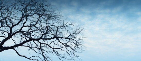 Obraz premium Tree branches silhouetted against a picturesque cloudy blue sky with ample copy space image.