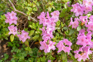 Rhododendron Hybridum plant in Zurich in Switzerland
