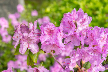 Rhododendron Hybridum plant in Zurich in Switzerland