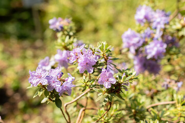 Rhododendron Polycladum plant in Zurich in Switzerland