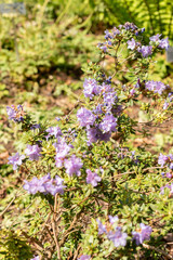 Rhododendron Polycladum plant in Zurich in Switzerland