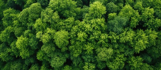 Aerial perspective of lush trees with green leaves offering a visually appealing copy space image.