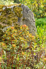 Griffiths spurge or Euphorbia Griffithii plant in Zurich in Switzerland