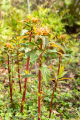 Griffiths spurge or Euphorbia Griffithii plant in Zurich in Switzerland