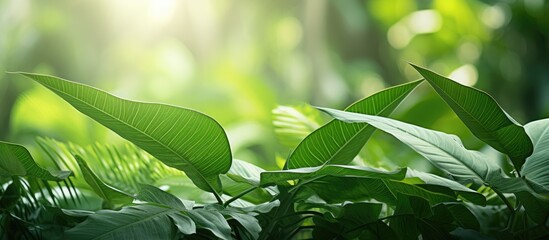 Obraz premium Lush green leaf in a vibrant tropical forest setting with copy space image available.