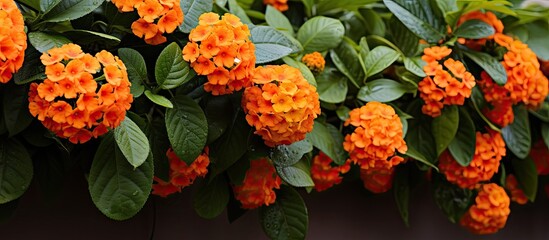 Cluster of vibrant orange Lantana flowers against a hedge backdrop, creating a colorful display with copy space image.