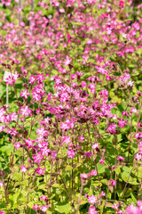 Fototapeta premium Red Campion or Silene Dioica plant in Zurich in Switzerland