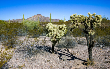 Teddy-bear cholla (Cylindropuntia bigelovii) - desert landscape