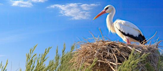 A single stork perched in its nest against a clear blue sky in a serene setting with copy space image. © vxnaghiyev