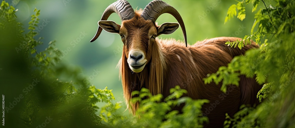 Poster image of a brown goat against a lush green backdrop with copy space image available.