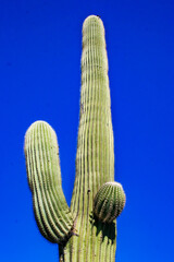 Carnegiea gigantea - giant cactus against a blue sky in the rock desert in Organ Pipe National...