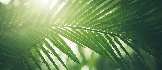 Blurry green palm leaf tree with bokeh sunlight backdrop for ecology concept, vintage filter adds a colored effect to the copy space image.