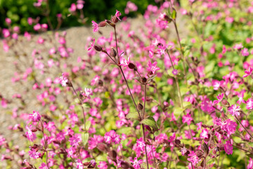 Red Campion or Silene Dioica plant in Zurich in Switzerland