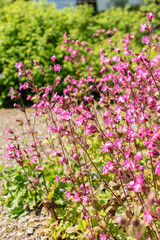 Red Campion or Silene Dioica plant in Zurich in Switzerland