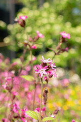 Red Campion or Silene Dioica plant in Zurich in Switzerland